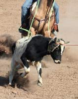 team roping