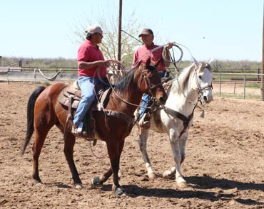 team horse roping