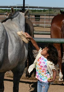 quarther horse