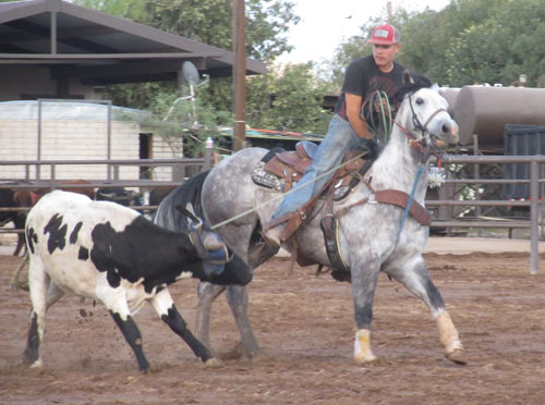 rope horse