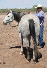 rope horse